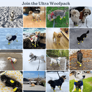 All Season Dog Shoes / Boots