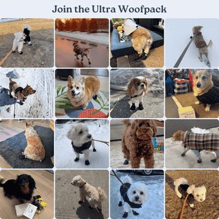 The Shortie All Season Dog Shoes / Boots