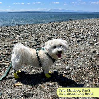 All Season Dog Shoes / Boots