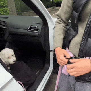 The Anywhere Hands-Free Leash | Plum Purple