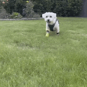Dog Wearing Dog Boots Running