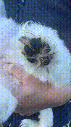 Ultrawoof Paw Cleanser Set