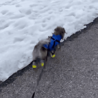 Ultrawoof | Functional Dog Goods That Work